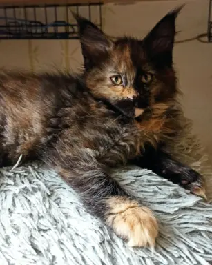 Kotka Aria szuka swojego domku 2