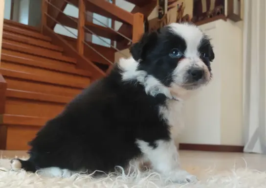 Rasowa suczka BORDER COLLIE z Hodowli - pełną dok. przebadan 2