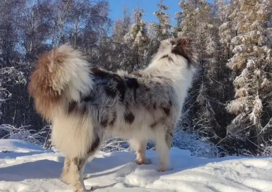 Rasowa suczka BORDER COLLIE z Hodowli - pełną dok. przebadan 6