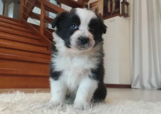 Rasowa suczka BORDER COLLIE z Hodowli - pełną dok. przebadan 1