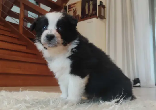 Rasowa suczka BORDER COLLIE z Hodowli - pełną dok. przebadan 3