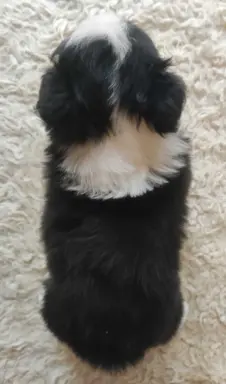 Rasowa suczka BORDER COLLIE z Hodowli - pełną dok. przebadan 4