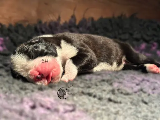 Piękne szczenięta bokser 1