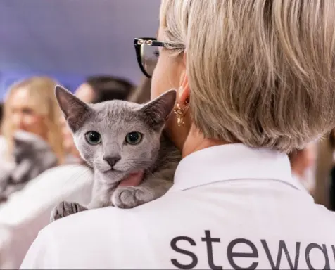 Śliczne kocięta rasy Rosyjski Niebieski (rodowody FPL) 3