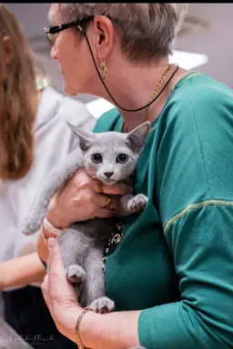 Śliczne kocięta rasy Rosyjski Niebieski (rodowody FPL) 4