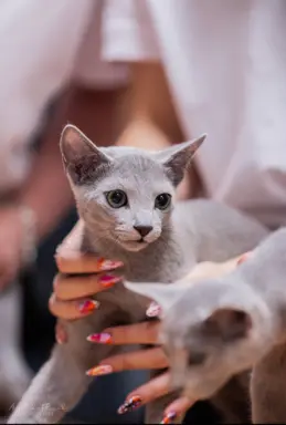 Śliczne kocięta rasy Rosyjski Niebieski (rodowody FPL) 1