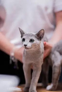 Śliczne kocięta rasy Rosyjski Niebieski (rodowody FPL) 2