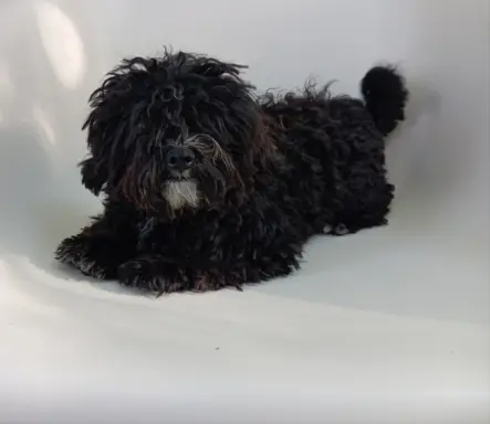 Rosyjska Bolonka Kolorowa piesek o imieniu Gibson 1