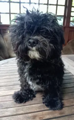 Rosyjska Bolonka Kolorowa piesek o imieniu Gibson 2