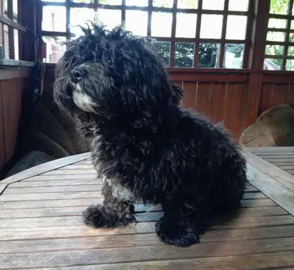 Rosyjska Bolonka Kolorowa piesek o imieniu Gibson 3