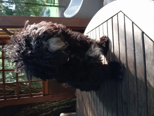 Rosyjska Bolonka Kolorowa piesek o imieniu Gibson 4