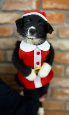 Border Collie szczeniaki 5