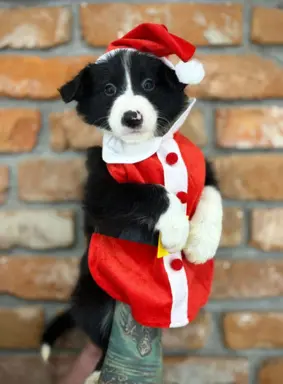 Border Collie szczeniaki 6