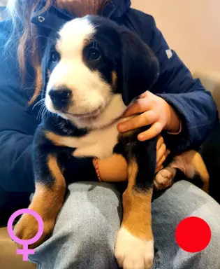 Duży Szwajcarski Pies Pasterski - szczeniak 1