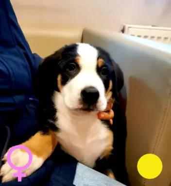 Duży Szwajcarski Pies Pasterski - szczeniak 2