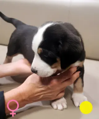 Duży Szwajcarski Pies Pasterski - szczeniak 3