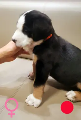 Duży Szwajcarski Pies Pasterski - szczeniak 4