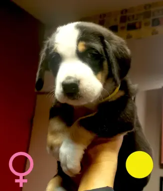 Duży Szwajcarski Pies Pasterski - szczeniak 5