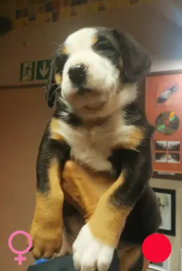 Duży Szwajcarski Pies Pasterski - szczeniak 6