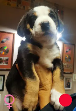 Duży Szwajcarski Pies Pasterski - szczeniak 7