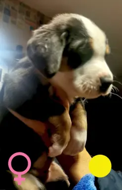 Duży Szwajcarski Pies Pasterski - szczeniak 8