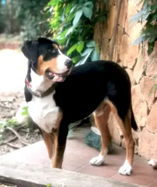 Duży Szwajcarski Pies Pasterski - szczeniak 9