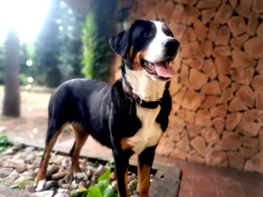 Duży Szwajcarski Pies Pasterski - szczeniak 10