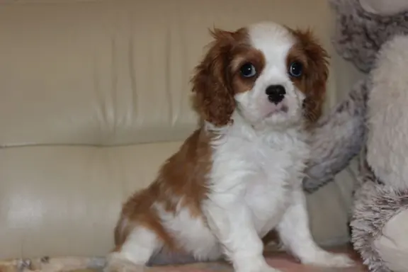 Cavalier King Charles Spaniel szczeniaczki ZKwP po CH.PL. 3