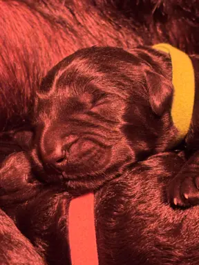 Sznaucer olbrzym- szczeniak- suczka 1