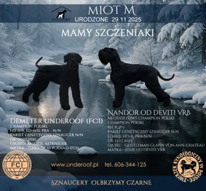 Sznaucer olbrzym- szczeniak- suczka 2