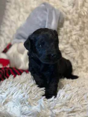 Sznaucer olbrzym- szczeniak- suczka 3