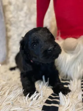 Sznaucer olbrzym- szczeniak- suczka 4