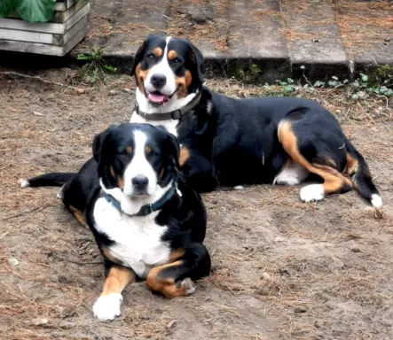 Duży Szwajcarski Pies Pasterski - Szczeniak Piesek 1