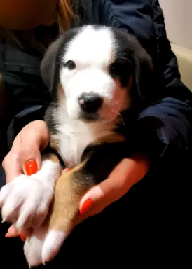 Duży Szwajcarski Pies Pasterski - Szczeniak Piesek 2