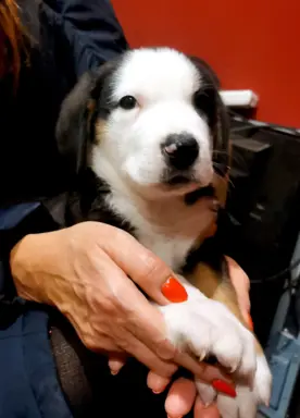 Duży Szwajcarski Pies Pasterski - Szczeniak Piesek 3