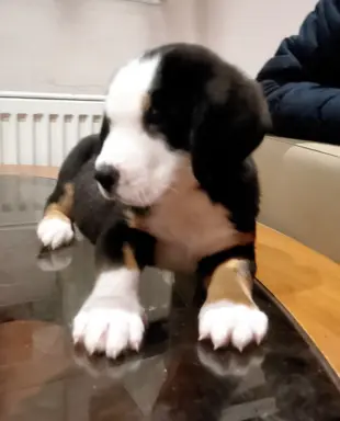 Duży Szwajcarski Pies Pasterski - Szczeniak Piesek 4