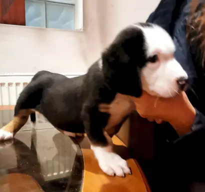 Duży Szwajcarski Pies Pasterski - Szczeniak Piesek 5