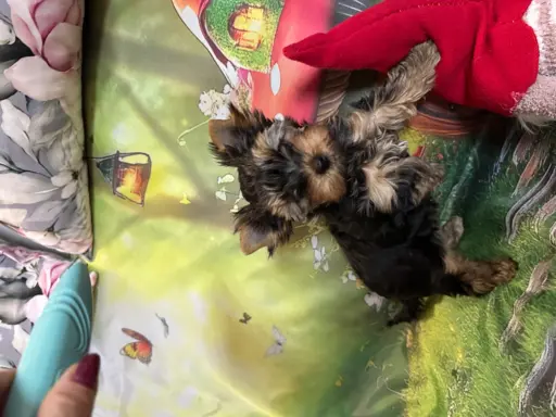 Yorkshire Terrier 2
