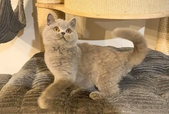 Przeuroczy kocurek Madiś szuka domku 😻 1