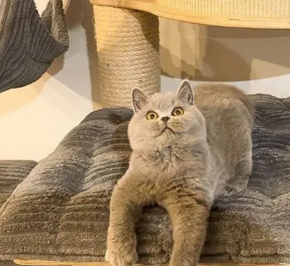 Przeuroczy kocurek Madiś szuka domku 😻 4