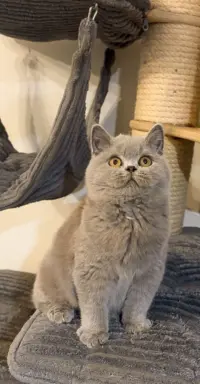 Przeuroczy kocurek Madiś szuka domku 😻 2