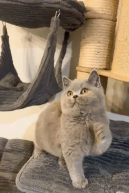 Przeuroczy kocurek Madiś szuka domku 😻 5