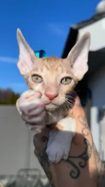 Luxusowe koty Cornish rex RUDY chłopczyk - wykatkowe oczy 1 1