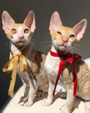 Luxusowe koty Cornish rex RUDY chłopczyk - wykatkowe oczy 1 4