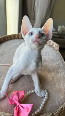 Cornish rex cudowny boy wyjątkowe oczy 2