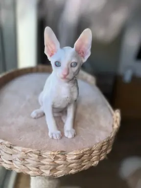 Cornish rex cudowny boy wyjątkowe oczy 3