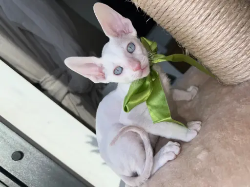 Cornish rex kocurek maleństwo  cudowne 1