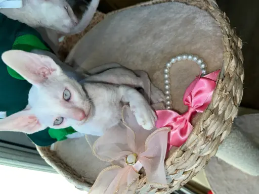 Cornish rex kocurek maleństwo  cudowne 6