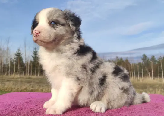 Szczenię BORDER COLLIE z Hodowli - Rasowy pies z pełną dok. 1