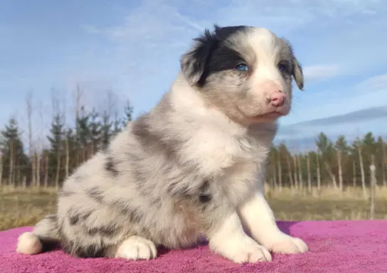 Szczenię BORDER COLLIE z Hodowli - Rasowy pies z pełną dok. 3
